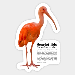 Scarlet ibis tropical bird black text Sticker